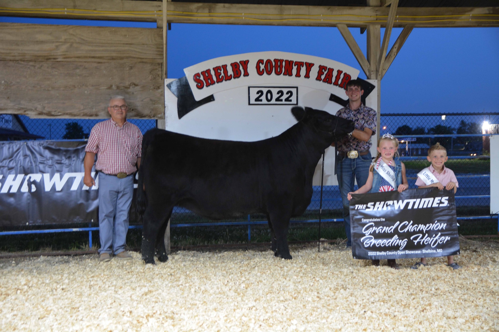 shelby heifer